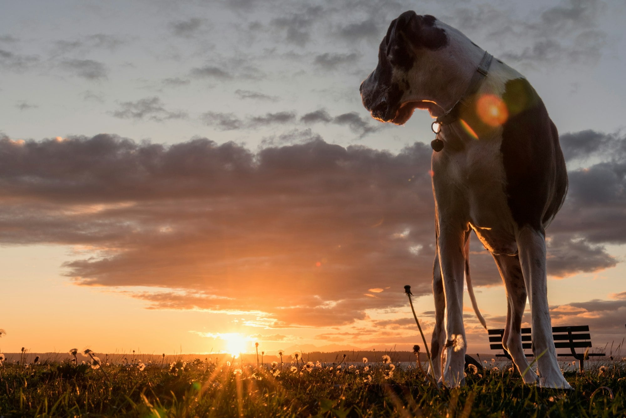 Great dane dog looking back over his shoulder at a seaside sunset.
